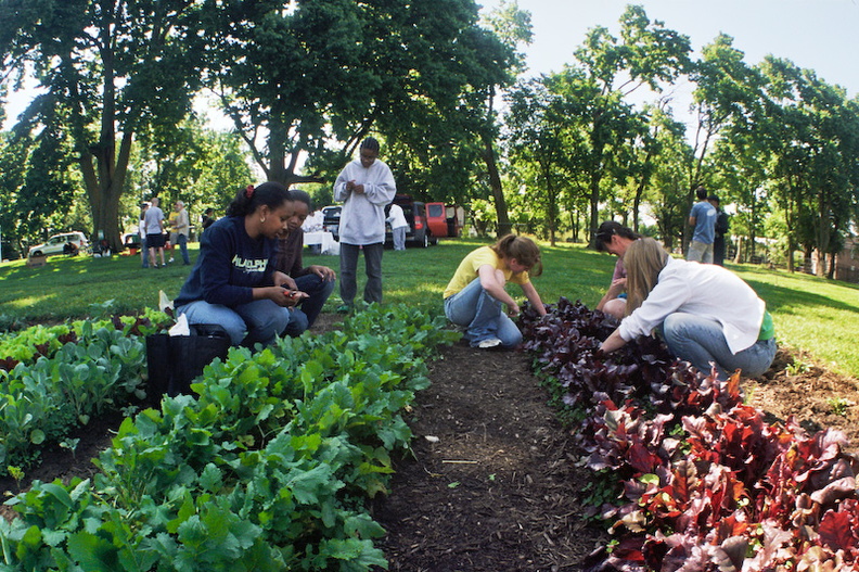 Community Garden - 03 - In the fields.jpg